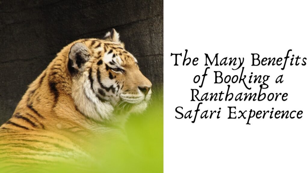 The Many Benefits of Booking a Ranthambore Safari Experience