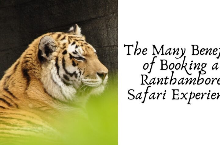 The Many Benefits of Booking a Ranthambore Safari Experience