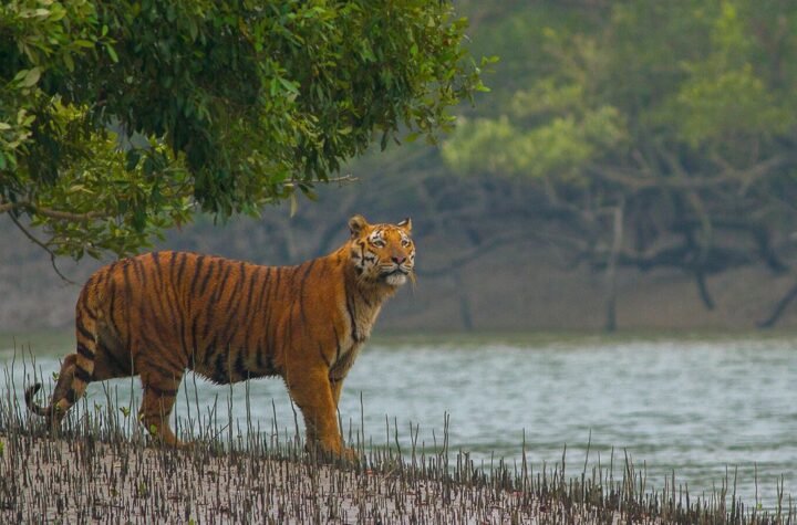 Wildlifе Consеrvation Efforts in Himachal Pradеsh