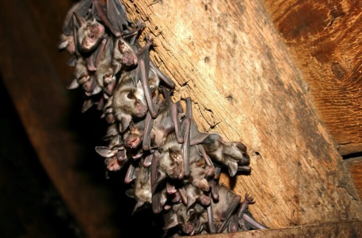 Bat Removal