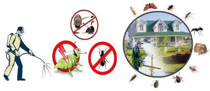 Pest Control Services in Lahore Homes