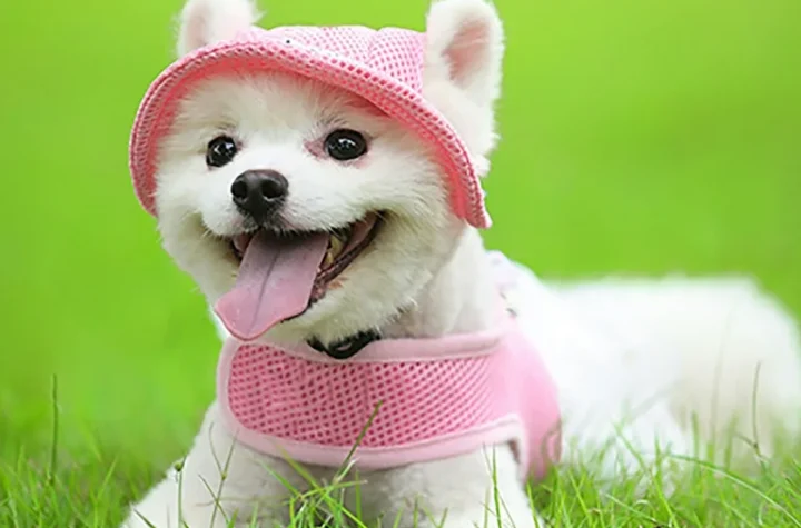 Dogwifhat: The Adorable Dog Hat Trend