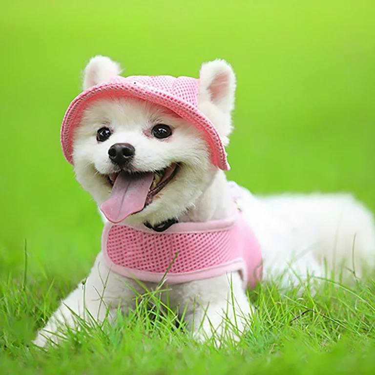 Dogwifhat: The Adorable Dog Hat Trend