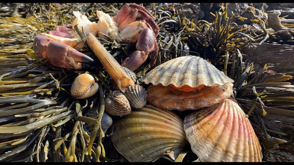 coastal foraging