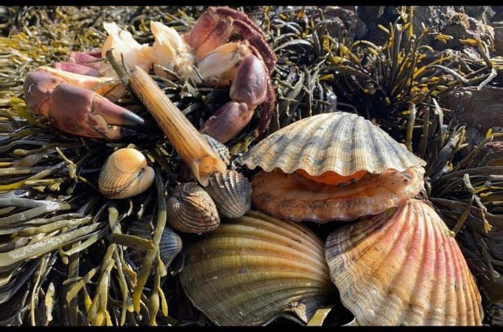 coastal foraging