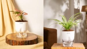 plants-for-bedroom